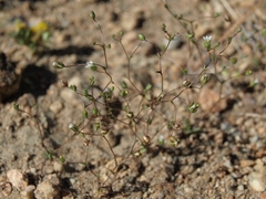 Nemacladus sigmoideus