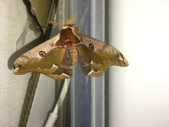 Saturnia jonasii jonasii