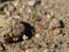 Nemacladus sigmoideus