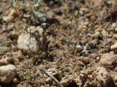 Nemacladus sigmoideus