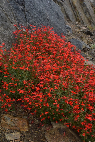 California Fuchsia