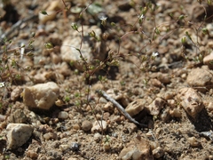 Nemacladus sigmoideus