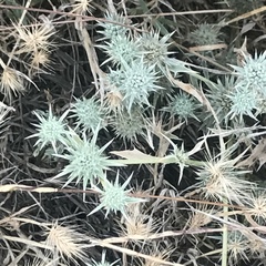 Eryngium aristulatum