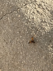 Cryptocheilus annulatus