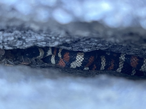 iNaturalist observation photo of California Mountain Kingsnake