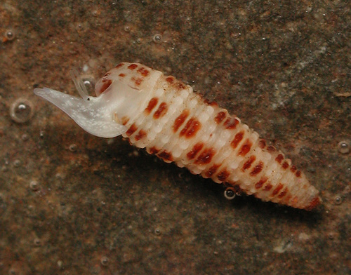 Opimaphora coralina observed 2012-05-25