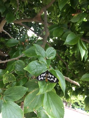 Cystidia truncangulata