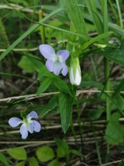 Viola elatior