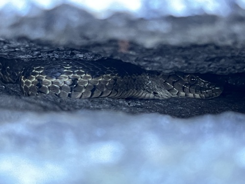iNaturalist observation photo of Sierra Garter Snake