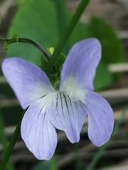 Viola elatior