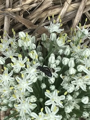 Tritoxa flexa