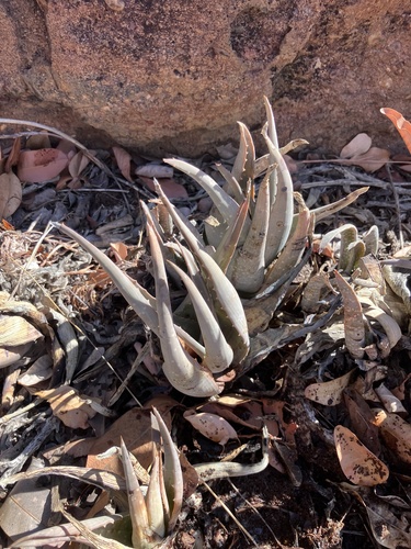 Image of Chabaud's aloe by no rights reserved