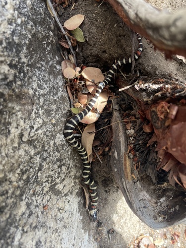 iNaturalist observation photo of California Mountain Kingsnake