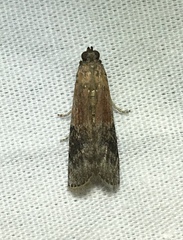 Moodna ostrinella