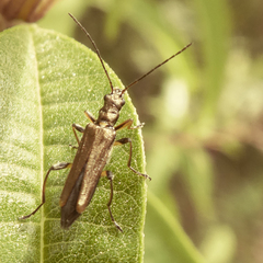 Oedemera barbara