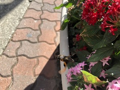 Macroglossum pyrrhosticta