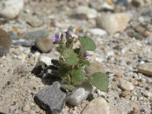 Handsome phacelia (Phacelia peirsoniana)