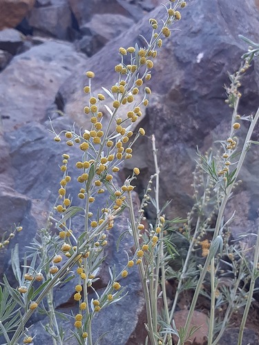 absinthe wormwood (Artemisia absinthium)