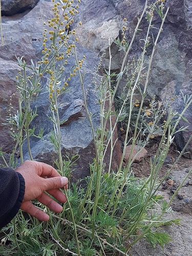 Artemisia absinthium