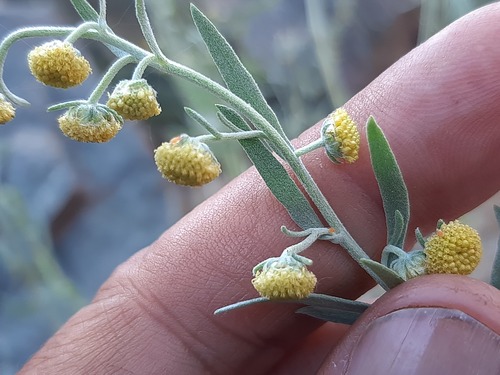 Artemisia absinthium