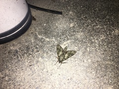 Dolbina tancrei