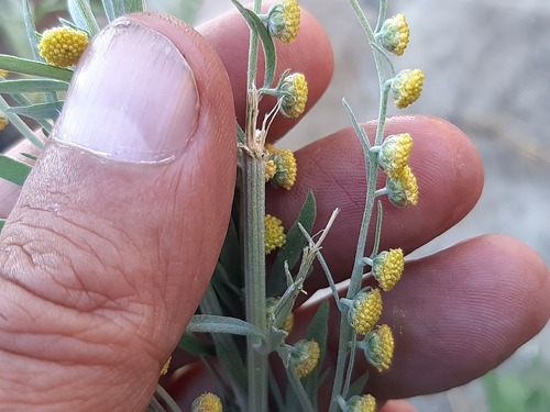 Artemisia absinthium