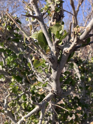Image of Gardenia volkensii by no rights reserved