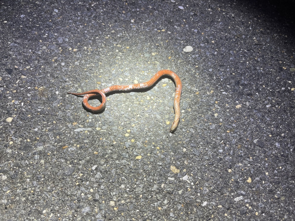 Carolina Swamp Snake