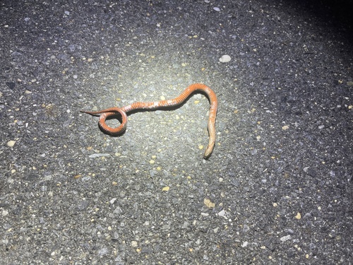 Carolina Swamp Snake