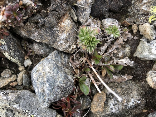 Potentilla robbinsiana iNaturalist observation