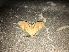 Clanis bilineata tsingtauica