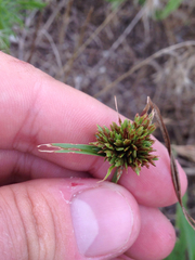 Cyperus lupulinus macilentus