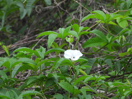 Corda-de-viola (Merremia cissoides)