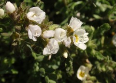 Polemonium pulcherrimum shastense
