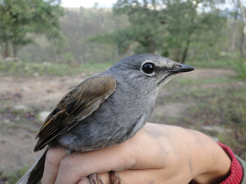 Brown-backed Solitaire (Myadestes occidentalis), photo 5