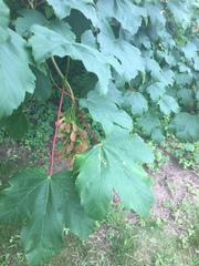 Acer