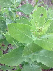 Heterotheca camporum