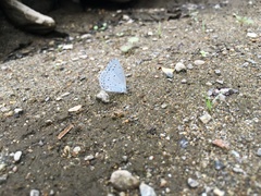 Celastrina argiolus ladonides