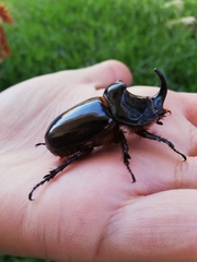 Oryctes nasicornis grypus