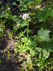 Valeriana sitchensis