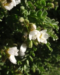 Polemonium pulcherrimum shastense