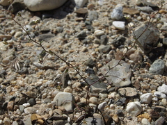 Nemacladus inyoensis