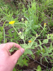 Heterotheca camporum