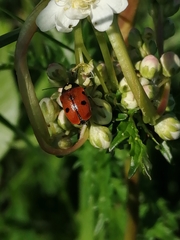 Cryptocephalus cordiger