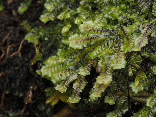 Macrodiplophyllum flaccidum