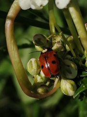 Cryptocephalus cordiger
