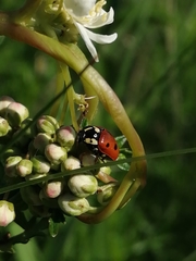 Cryptocephalus cordiger