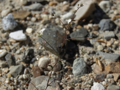 Nemacladus inyoensis