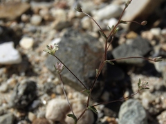Nemacladus inyoensis