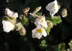 Polemonium pulcherrimum shastense